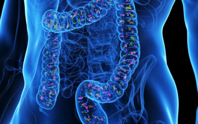 Microbiota e intestino